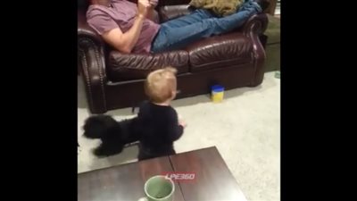 بالفيديو.. كلب يتسبب في سقوط مروع لطفل