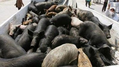 الصين تتصدى لـ«الحمى الأفريقية» بالقضاء على 38 ألف خنزير