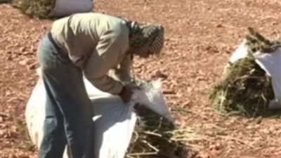 بالفيديو .. زراعة الحشيش تنتعش في لبنان لانشغالها بالحرب ضد 