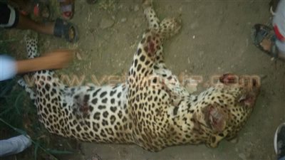 مصر تتحول إلى حديقة حيوان كبيرة.. نمر يفترس طفلة في العياط.. سعلوة تعقر 14 شخصا ببني سويف.. كلاب ضالة تهاجم المواطنين بالسويس.. وأخطر أنواع القرش يظهر بشواطئ شرم الشيخ