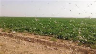 الزراعة: نمتلك 55 قاعدة لمكافحة الجراد على مستوى الجمهورية 