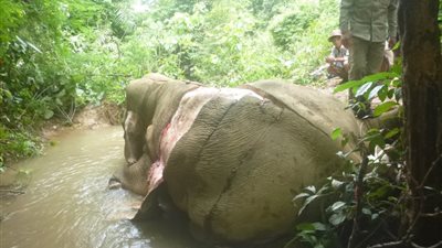 بالصور.. لقطات مروعة لذبح فيل في بورما لتصدير جلده للصين