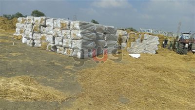 بالصور.. تجهيز أول شحنة تصدير لقش الأرز لدول الخليج بالدقهلية