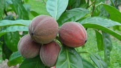 مفاجأة.. فاكهة جديدة تقضي على السرطان في أسبوعين