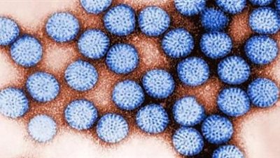 تطوير لقاح جديد أكثر فعالية لمكافحة فيروس «الروتا»