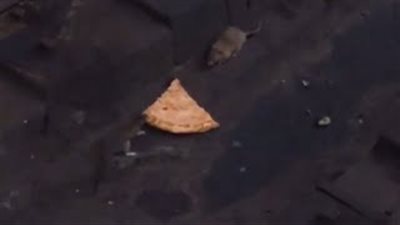 بالفيديو.. صراع بين فأرين على قطعة بيتزا