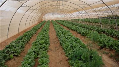 تنفيذ 4 صوب زراعية بمنطقة درب الأربعين جنوب الوادي الجديد