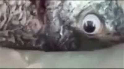 أحدث وسائل الغش.. محل سمك يضع عيون بلاستيكية للأسماك لتبدو طازجة (فيديو)
