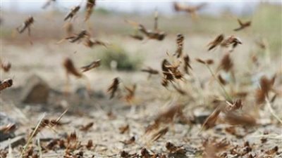 الزراعة: لم نرصد أسراب جراد على الحدود المصرية