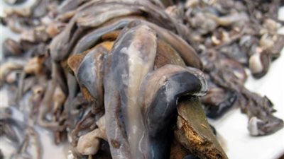 بالفيديو.. لقطات صادمة لأشهر وجبة فلبينية مصنوعة من دود الخشب