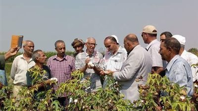 «زراعة الإسماعيلية» تنظم يوما حقليا لجني القطن في «جلبانة»