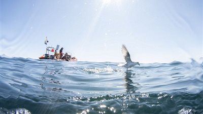 كلب بحر يفاجئ امرأة أسفل المياه بشكل غير متوقع (صور)