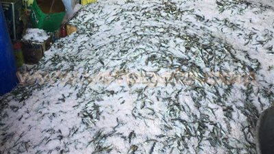 ضبط 12 طن أسماك مملحة فاسدة قبل طرحها بأسواق بورسعيد