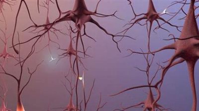 في سبق علمي.. علماء يكتشفون خلايا المخ المتحكمة في الشهية