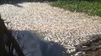 بالصور.. ظهور أسماك نافقة بنهر النيل في البحيرة