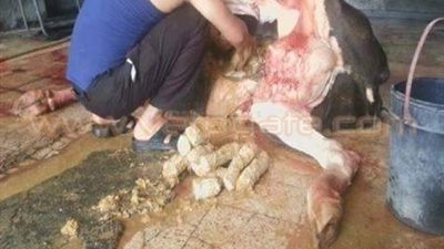 بالصور.. بقرة تحمل في أحشائها ذخائر للمسلحين بسوريا