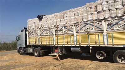 بالصور.. عوض بركات ابن الدقهلية أول مصري يصدر قش الأرز للخليج