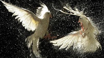 البيئة تحدد مواعيد صيد السمان والشرشر والطيور البرية