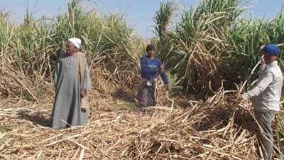 عرنوت: تحديد سعر توريد طن قصب السكر أمام البرلمان ومجلس الوزراء