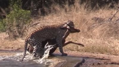 ضبع يحاول اقتناص فريسة فهد فيحررها (فيديو وصور)