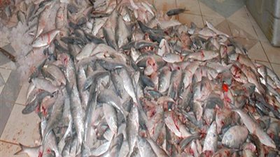 ضبط 3 أطنان سمك ودواجن فاسدة