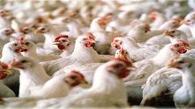 11 جنيهًا سعر كيلو الدواجن بالمزارع.. اليوم