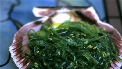 الطحالب أفضل بديل للحوم