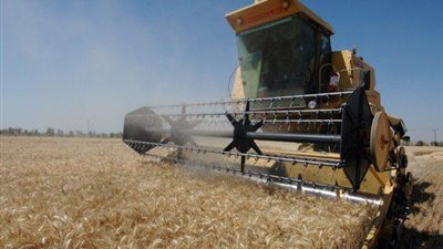 بدء موسم حصاد 70 فدان قمح بسيوة