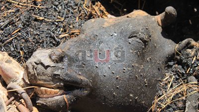 300 ألف جنيه الخسائر المبدئية لحريق مزرعة ماشية في الدقهلية