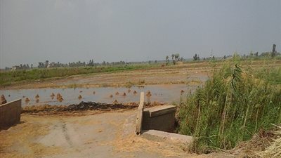 توفير 21 مكبسًا لمنع ظاهرة حرق قش الأرز بدمياط