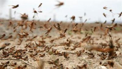 5 مخاطر تتسبب فيها العاصفة الترابية.. انتشار الجراد في المحافظات.. تحجب الرؤية وتتسبب في حوادث الطرق.. تؤثر على مرض الصدر وتسبب الحساسية وضيق التنفس.. والحرائق وانقطاع الكهرباء ضمن القائمة