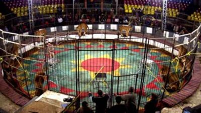 2.5 مليون جنيه إيرادات السيرك القومي خلال شهر ونصف