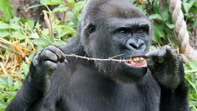 بالصور.. شاهد ما فعلته غوريلا لتنظيف أسنانها