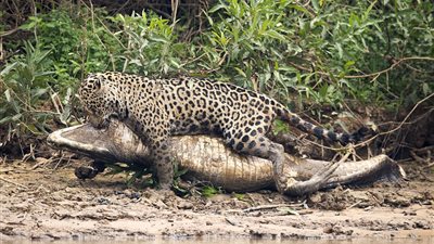 بالفيديو والصور.. نمر يصطاد تمساحا ضخما في معركة شرسة