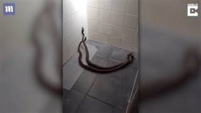 بالفيديو والصور.. امرأة تفض معركة بين ثعبانين ضخمين بمكنسة