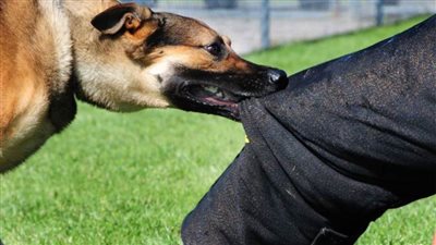 ضبط شاب أطلق كلبا على معلم حاول منعه من معاكسة الفتيات بالشرقية