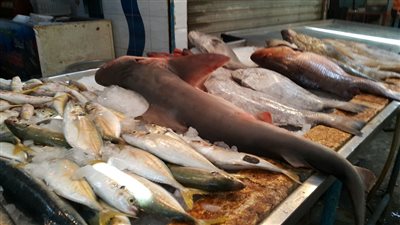 حكاية أهالي السويس مع سمكة القرش «قط البحر» «تقرير»