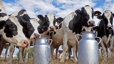 قطر تستورد ألبانا من بريطانيا