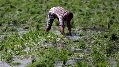 «البقالة»: ارتفاع سعر الأرز مع بداية موسمه مؤشر على زيادة جديدة