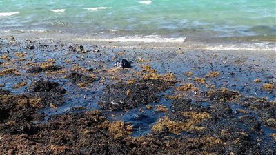 «البيئة»: إجراءات عاجلة للسيطرة على تلوث زيتي برأس غارب