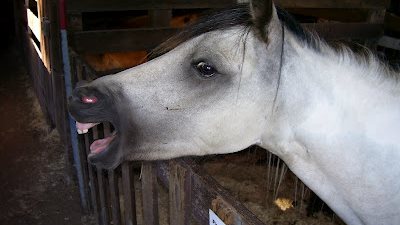 صهيل الخيول المصرية يعلو من جديد في الدول العربية والأجنبية.. تصدير 9 منهم للعراق.. ألمانيا تتصدر أسواق أوروبا بـ6 خيول.. والزراعة تصدر 11 رأسا للأردن بعد توقف دام 10 سنوات