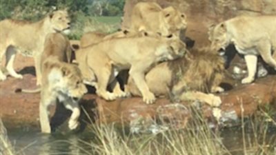 9 لبؤات يحاولن قتل أسد للحصول على آخر أصغر سنا (فيديو وصور)