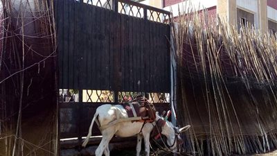 مدارس المطرية محاطة بالقمامة والحمير (صور)