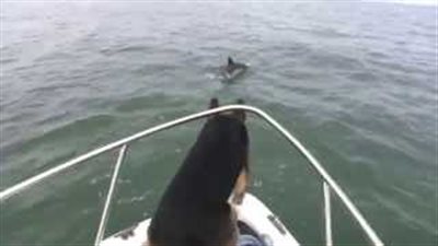 بالفيديو.. شاهد كلبا يقفز في الماء لاصطياد دولفين