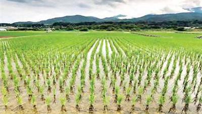 الصين تطور سلالة جديدة من الأرز تقاوم التلوث بالمعادن الثقيلة