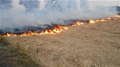 اعتماد 2800 طن أعلاف وسماد عضوي من قش الأرز بالغربية