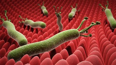 الوصايا العشرون فى علاج جرثومة المعدة