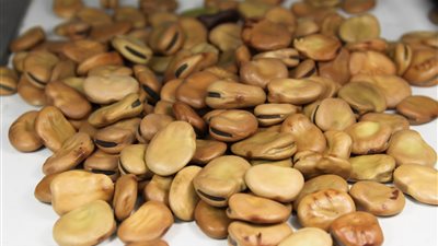 12 جنيهًا للفول السائب بدمياط