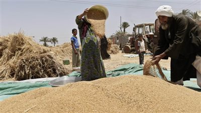 الزراعة تصدر نشرة إرشادات للمزارعين لوقاية القمح من مرض الصدأ الأصفر