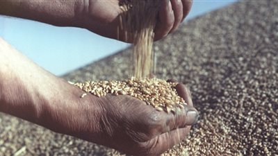 مصدر بـ«التموين»: غربلة شحنة «قمح الخشخاش» لدخولها في إنتاج الخبز